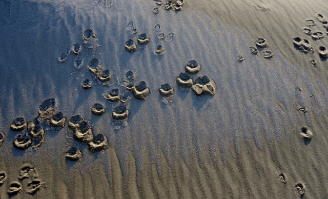 Amrum 98 640x388