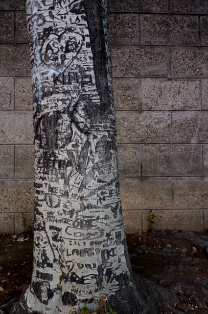 PARIS 318 425x640