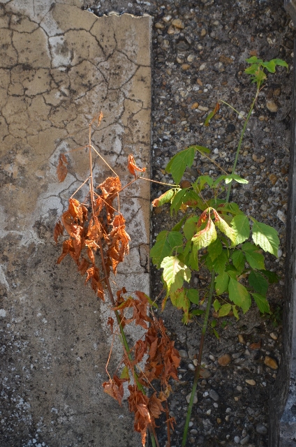 ROUSSILLON10