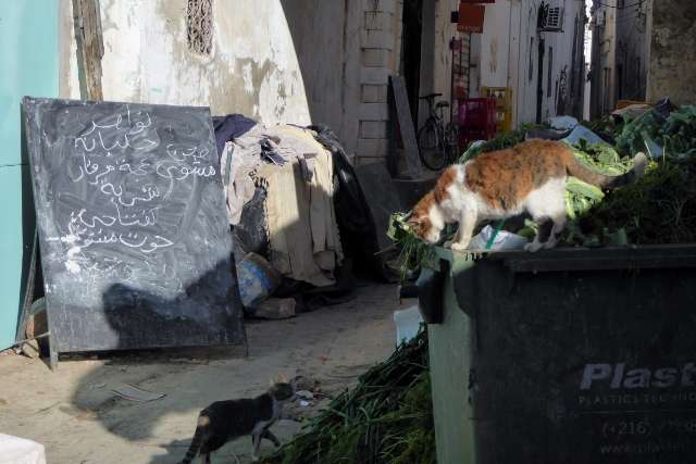Tunis 470 640x427